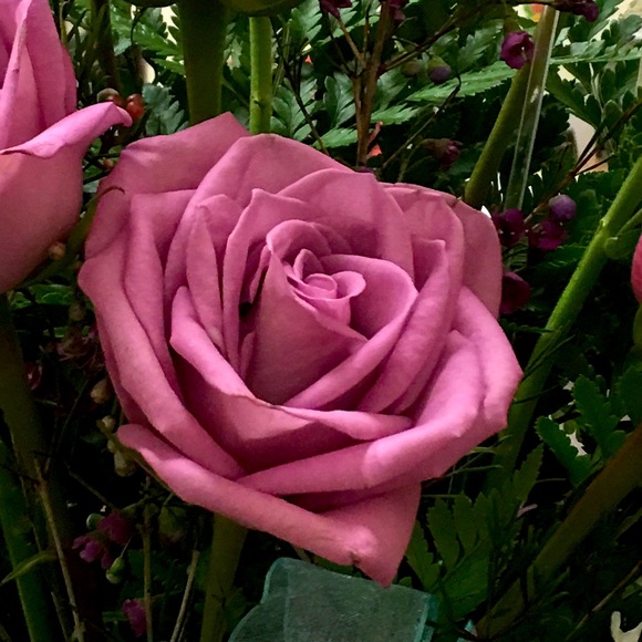 Meet your Posher, Elizabeth. - Picture 1 of 1